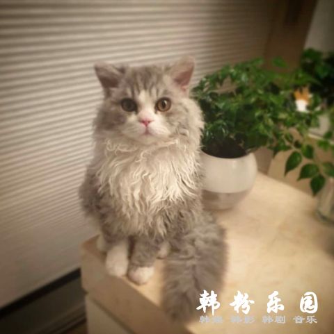 徐宥利的猫咪长得太美了被全韩国羡慕