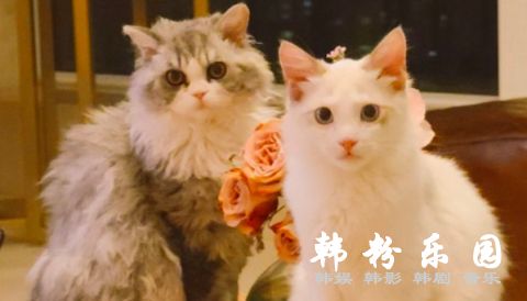 徐宥利的猫咪长得太美了被全韩国羡慕