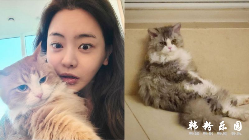 徐宥利的猫咪长得太美了被全韩国羡慕