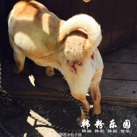 GD疑似疏忽爱犬引争议：指甲过长，不知去向