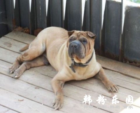 GD疑似疏忽爱犬引争议：指甲过长，不知去向