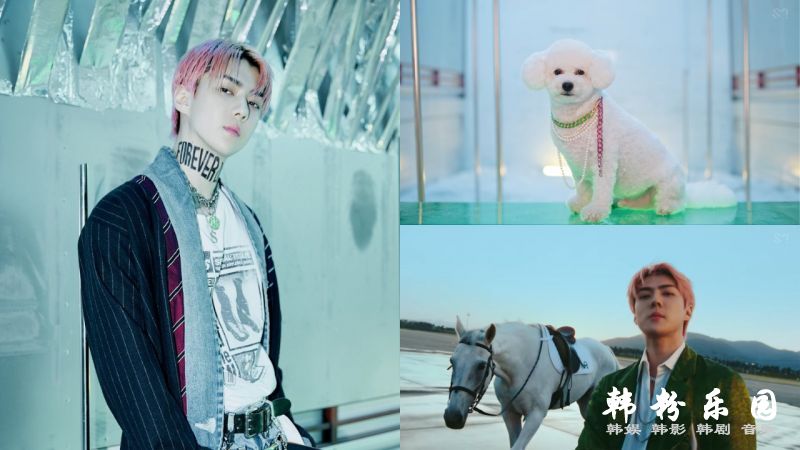 EXO世勋《On Me》MV公开 两位大明星：他的爱犬VIVI、《The King：永远的君主》的白马